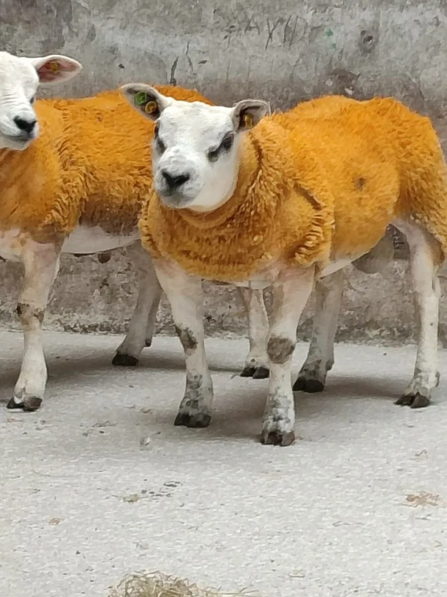 Pedigree Texel Ram Lambs - Image 3