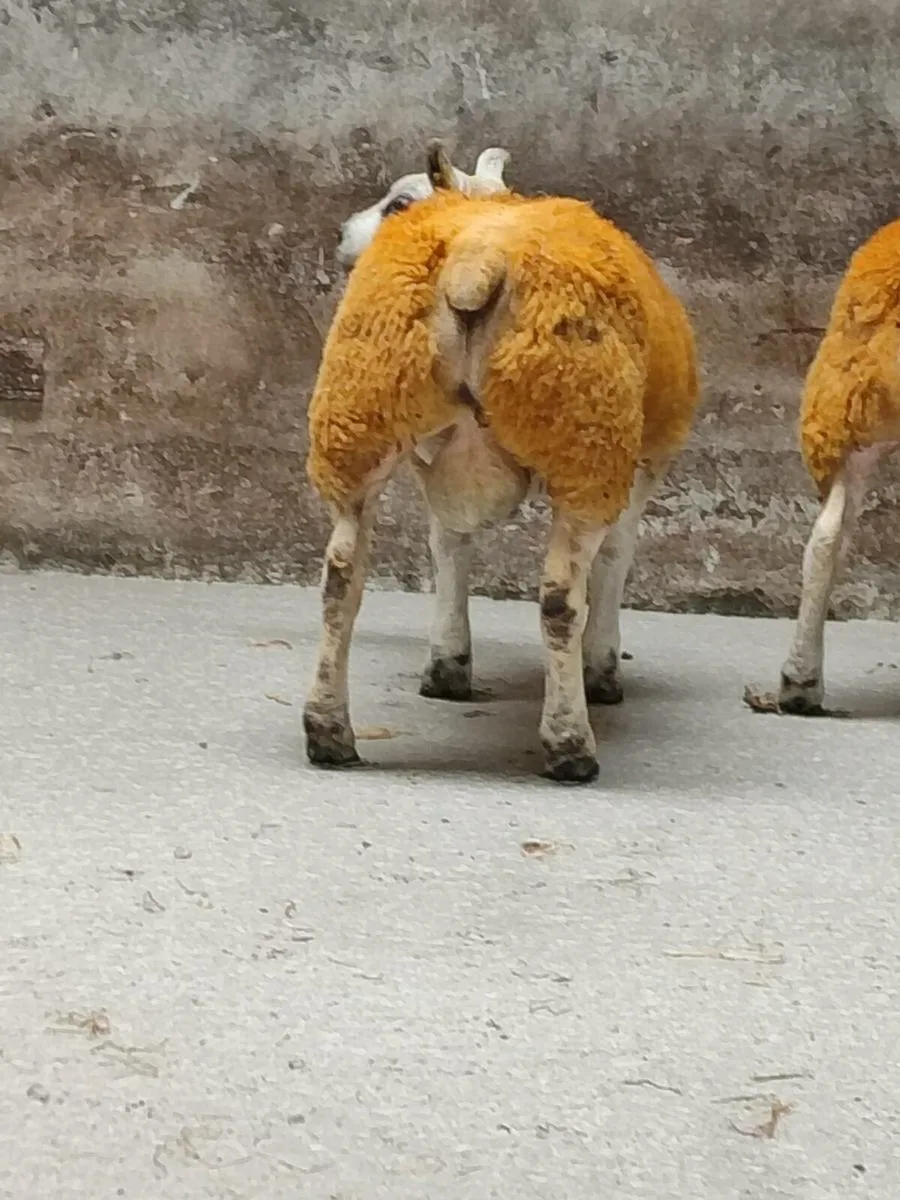 Pedigree Texel Ram Lambs - Image 4