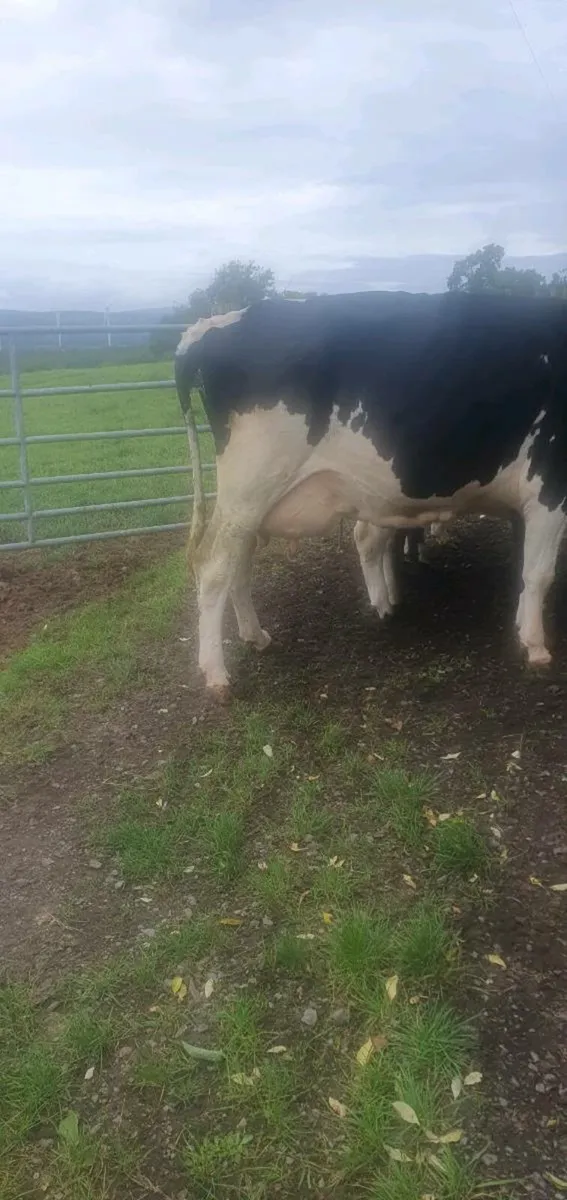 Cow to rear calves - Image 2