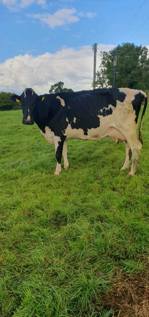 Cow to rear calves - Image 1