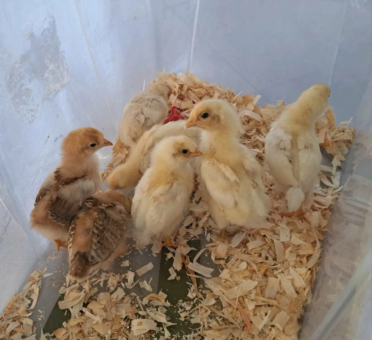 Bresse & RIR Hybrid x Brahma Chicks - Image 4