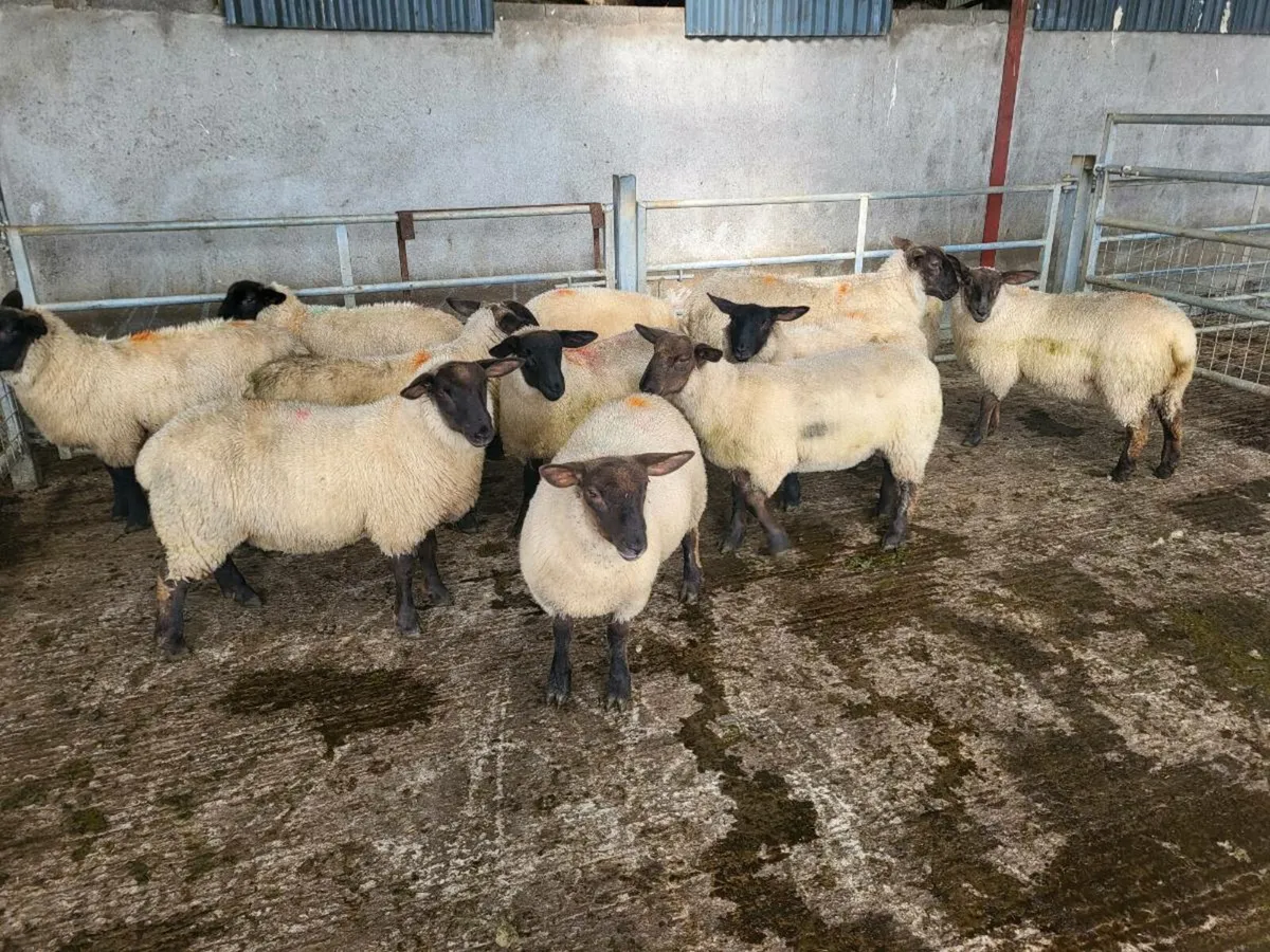 Suffolk X Ewe lambs - Image 1