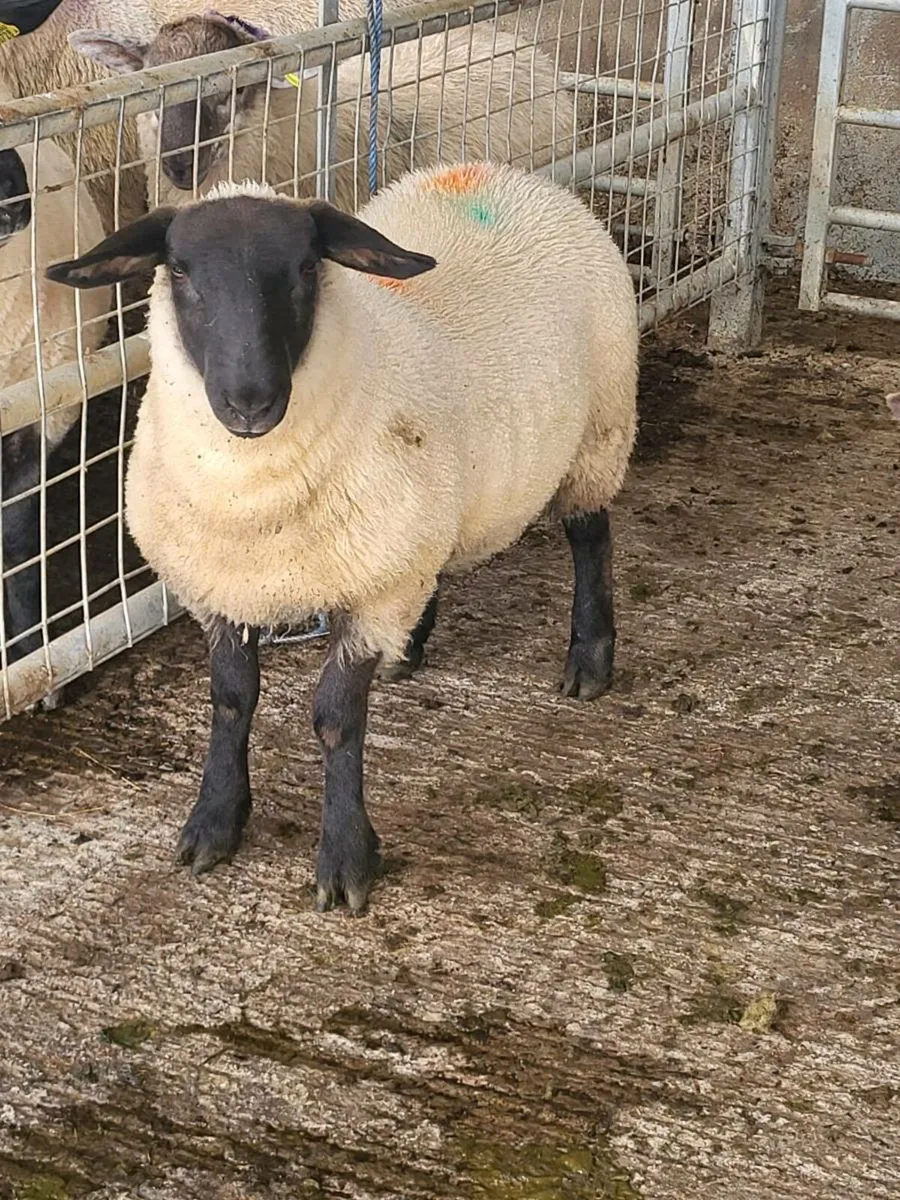 Suffolk X Ewe lambs - Image 2