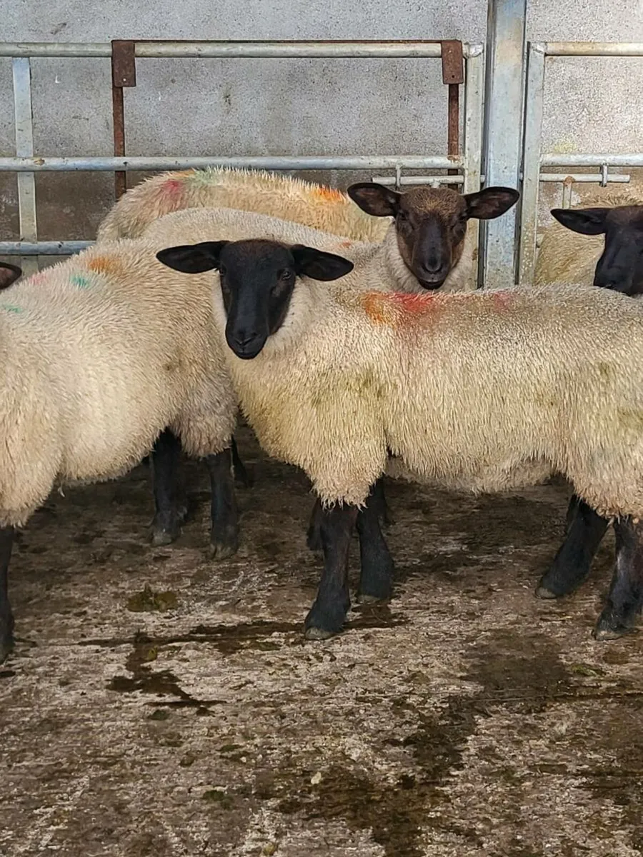 Suffolk X Ewe lambs - Image 3