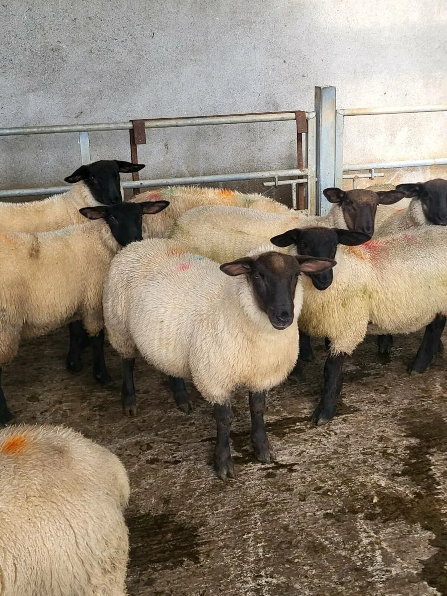 Suffolk X Ewe lambs - Image 4