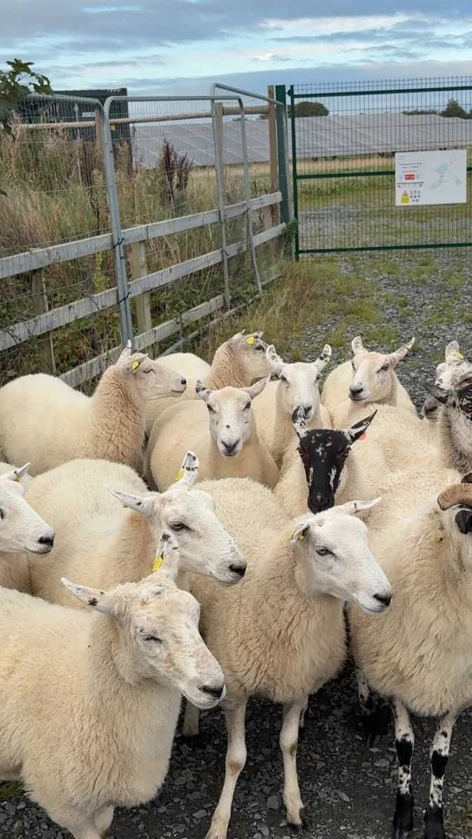 40 sucked hogget ewes - Image 1