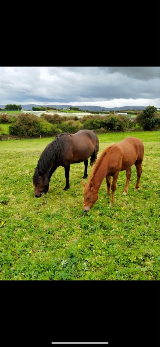 Quality Chestnut Colt Foal - Image 2
