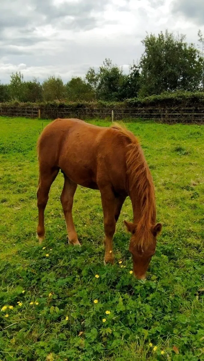 Quality Chestnut Colt Foal - Image 3