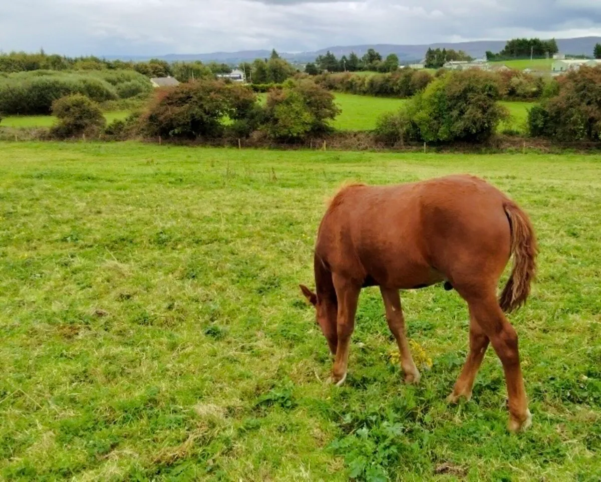 Quality Chestnut Colt Foal - Image 4