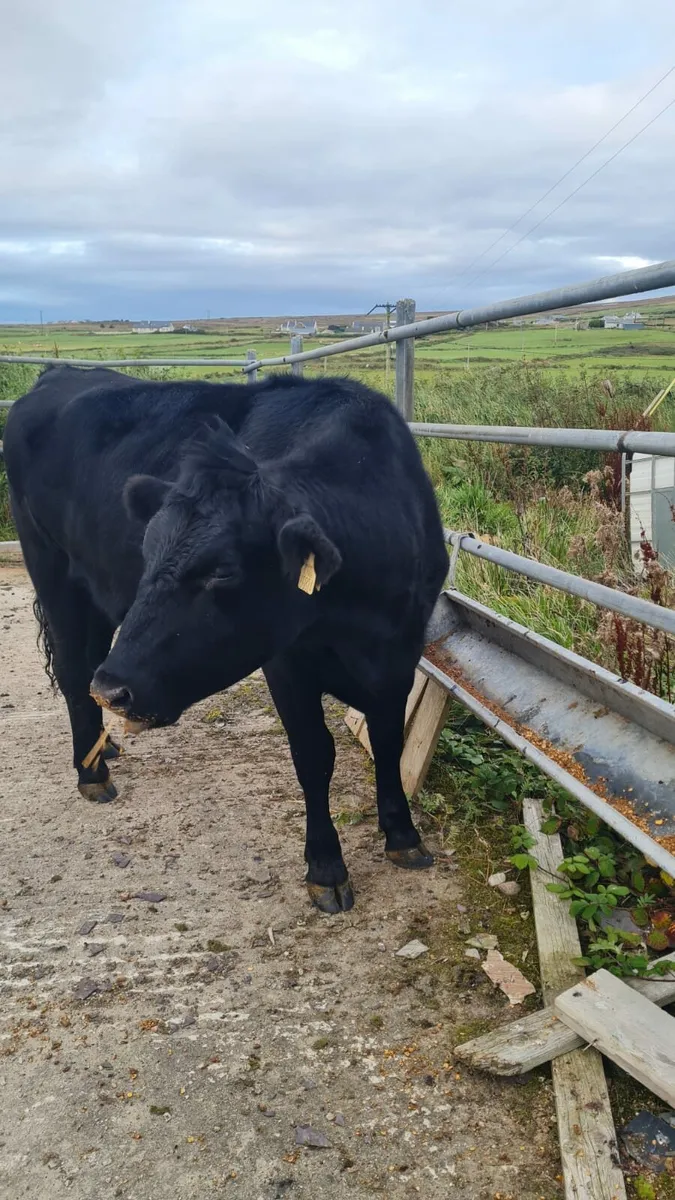 Springing Angus Heifer - Image 1