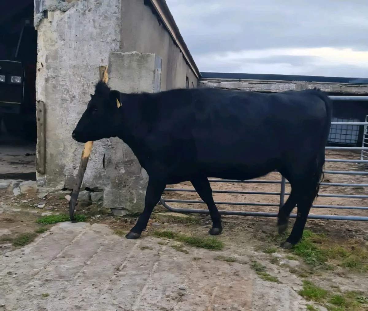 Springing Angus Heifer - Image 2