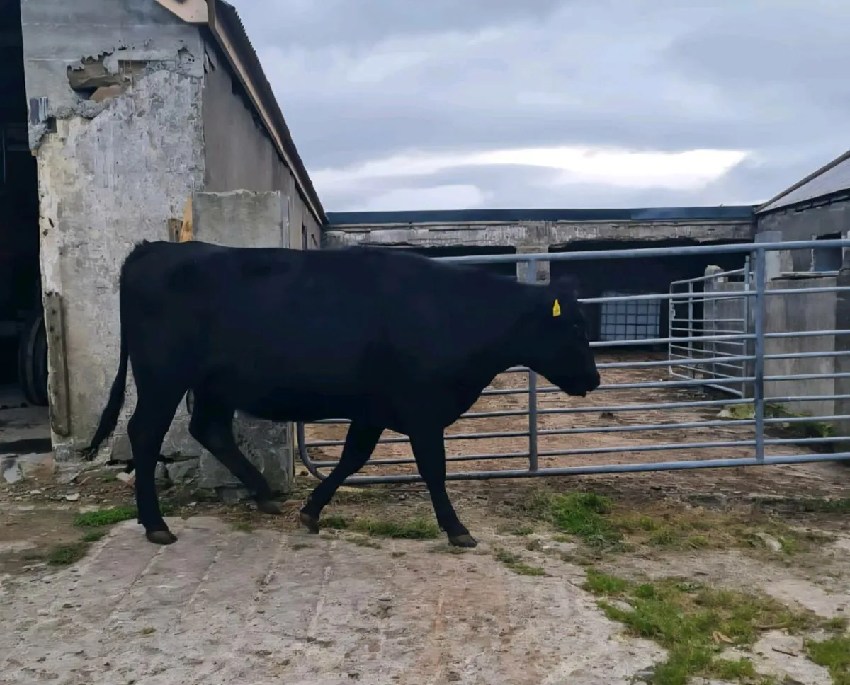 Springing Angus Heifer - Image 3