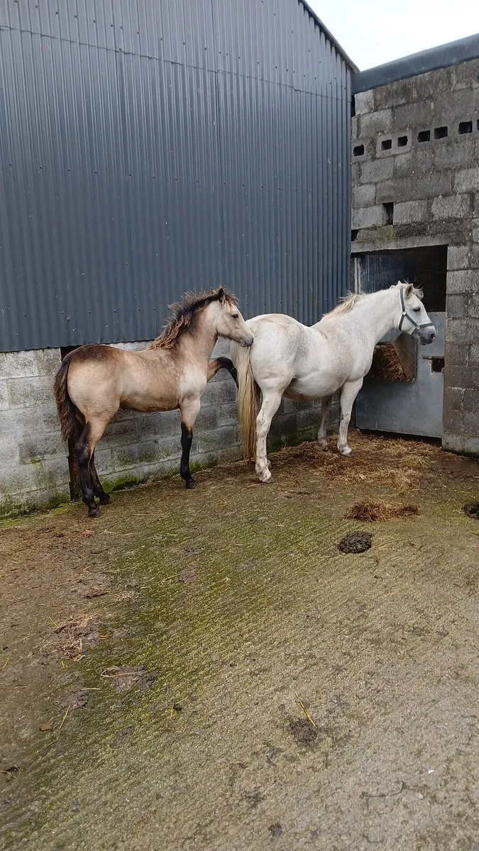 Connemara Filly Foal - Image 1