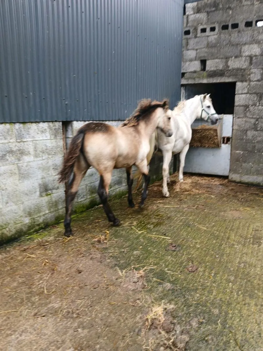 Connemara Filly Foal - Image 2