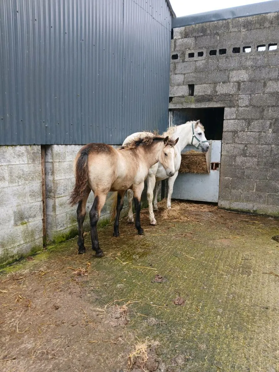 Connemara Filly Foal - Image 3
