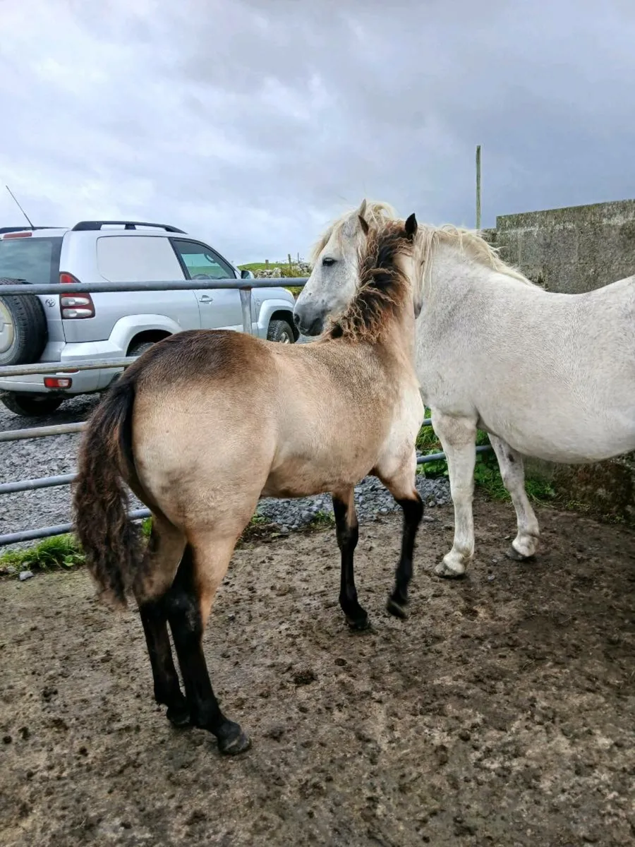 Connemara Filly Foal - Image 4