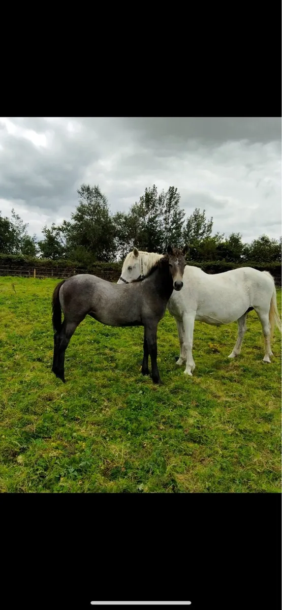 Quality Grey Filly Foal - Image 1