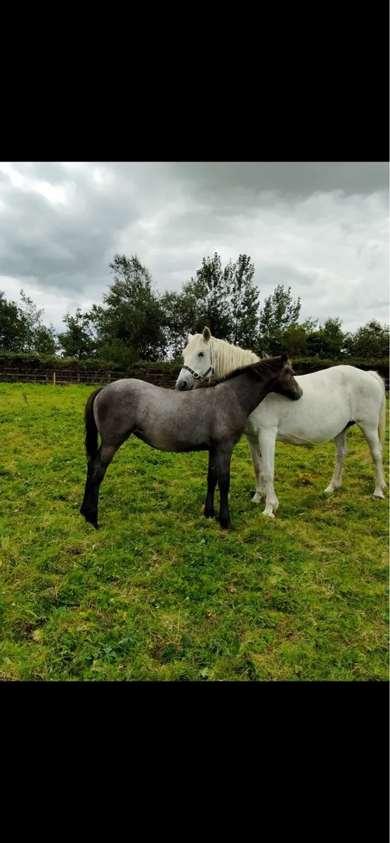 Quality Grey Filly Foal - Image 2