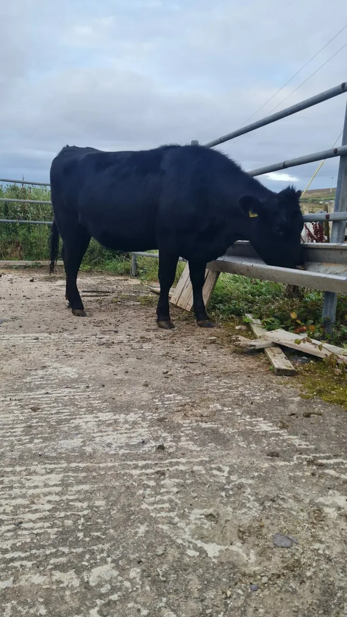 Springing Angus Heifer - Image 4