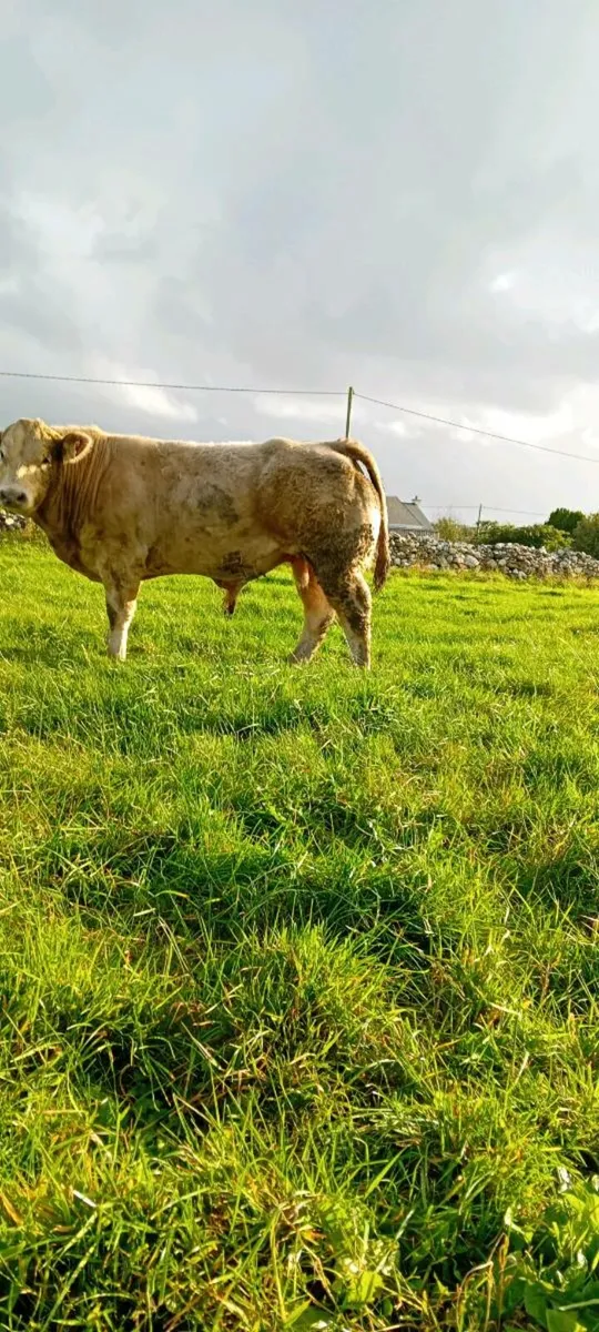 Dowra 13th September - Image 2