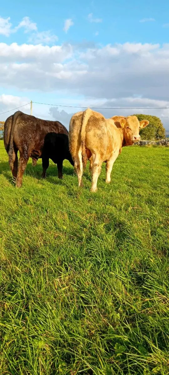 Dowra 13th September - Image 3