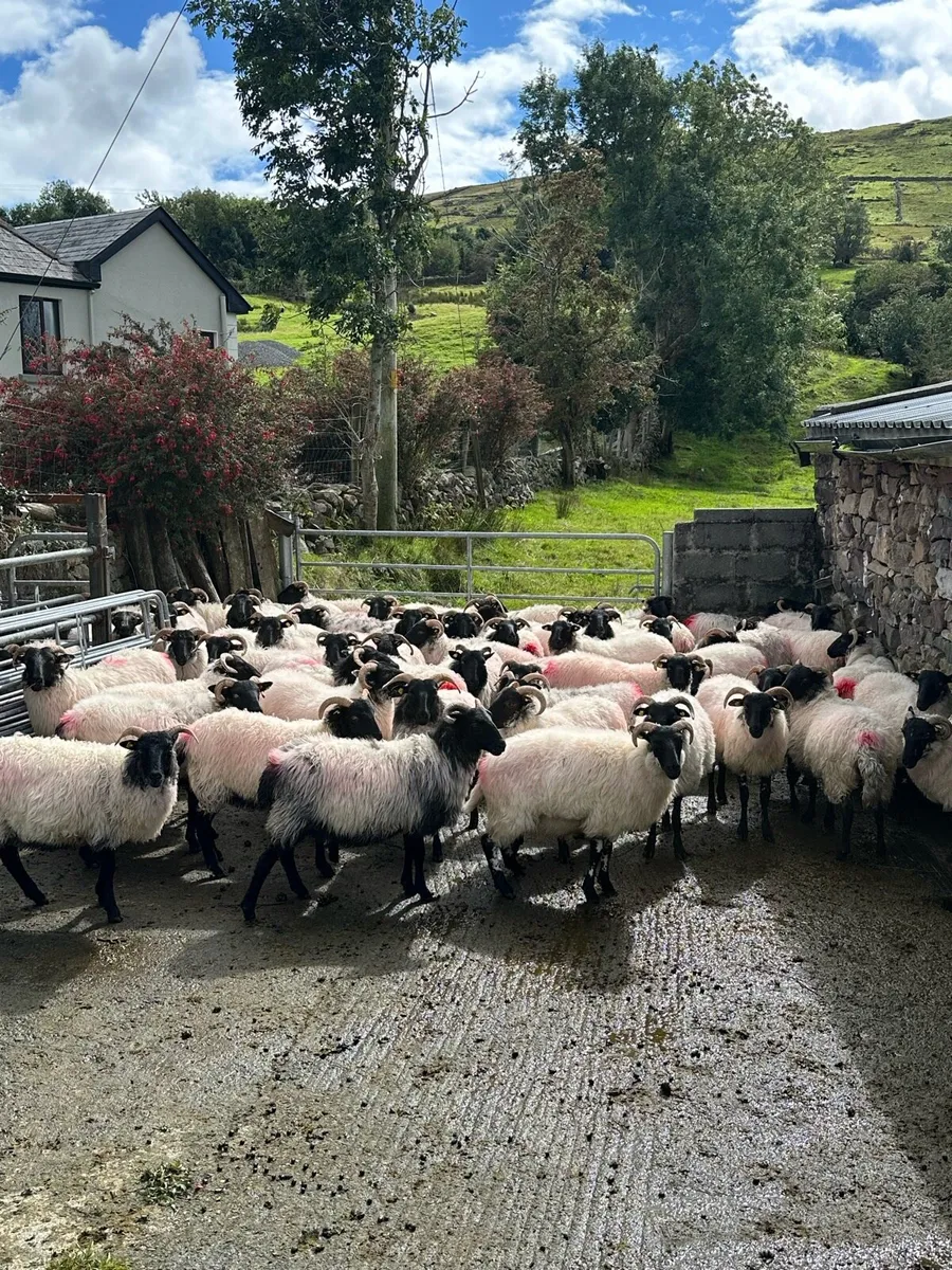 67 Blackface Hoggets - Image 2