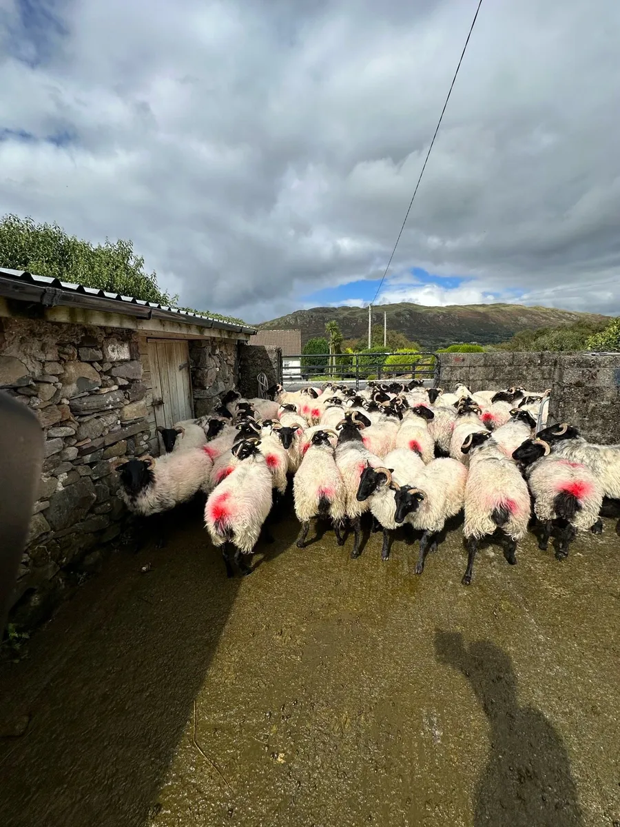 67 Blackface Hoggets - Image 4