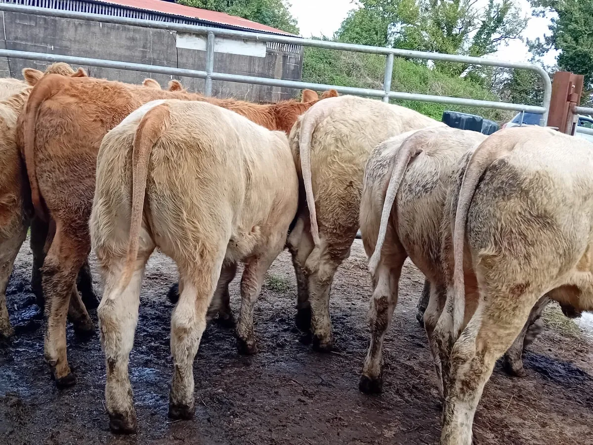 8 u grade heifer - Image 1