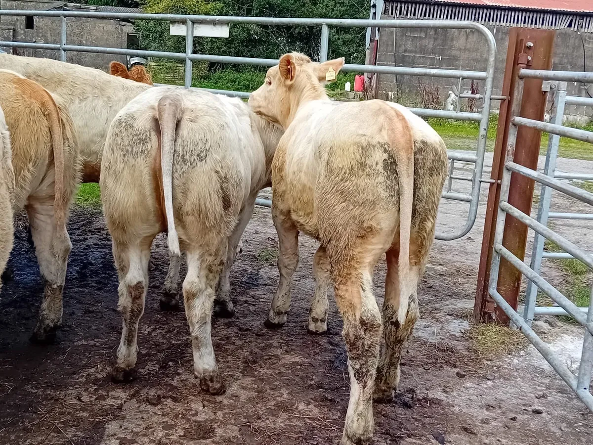 8 u grade heifer - Image 2