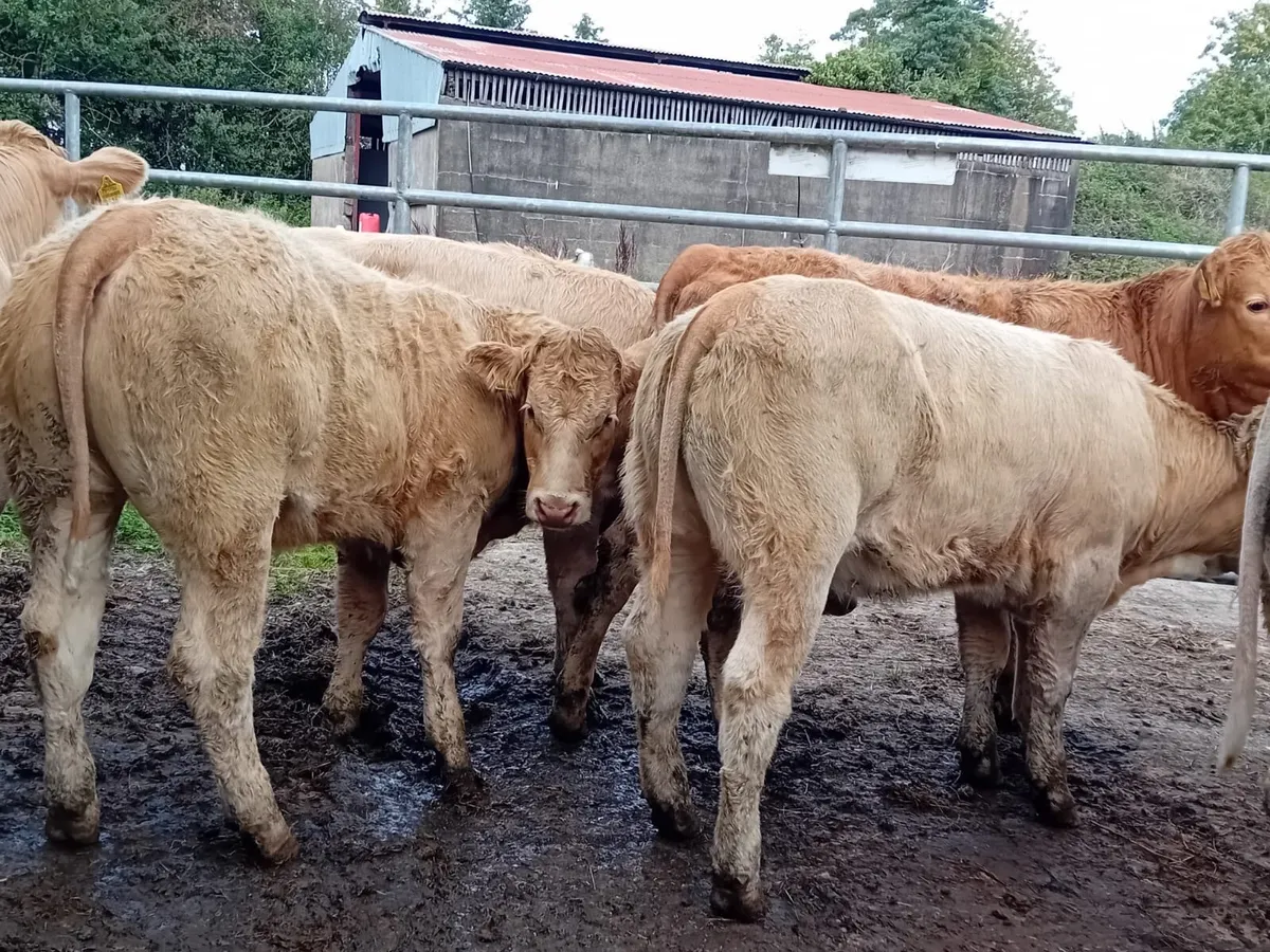 8 u grade heifer - Image 3