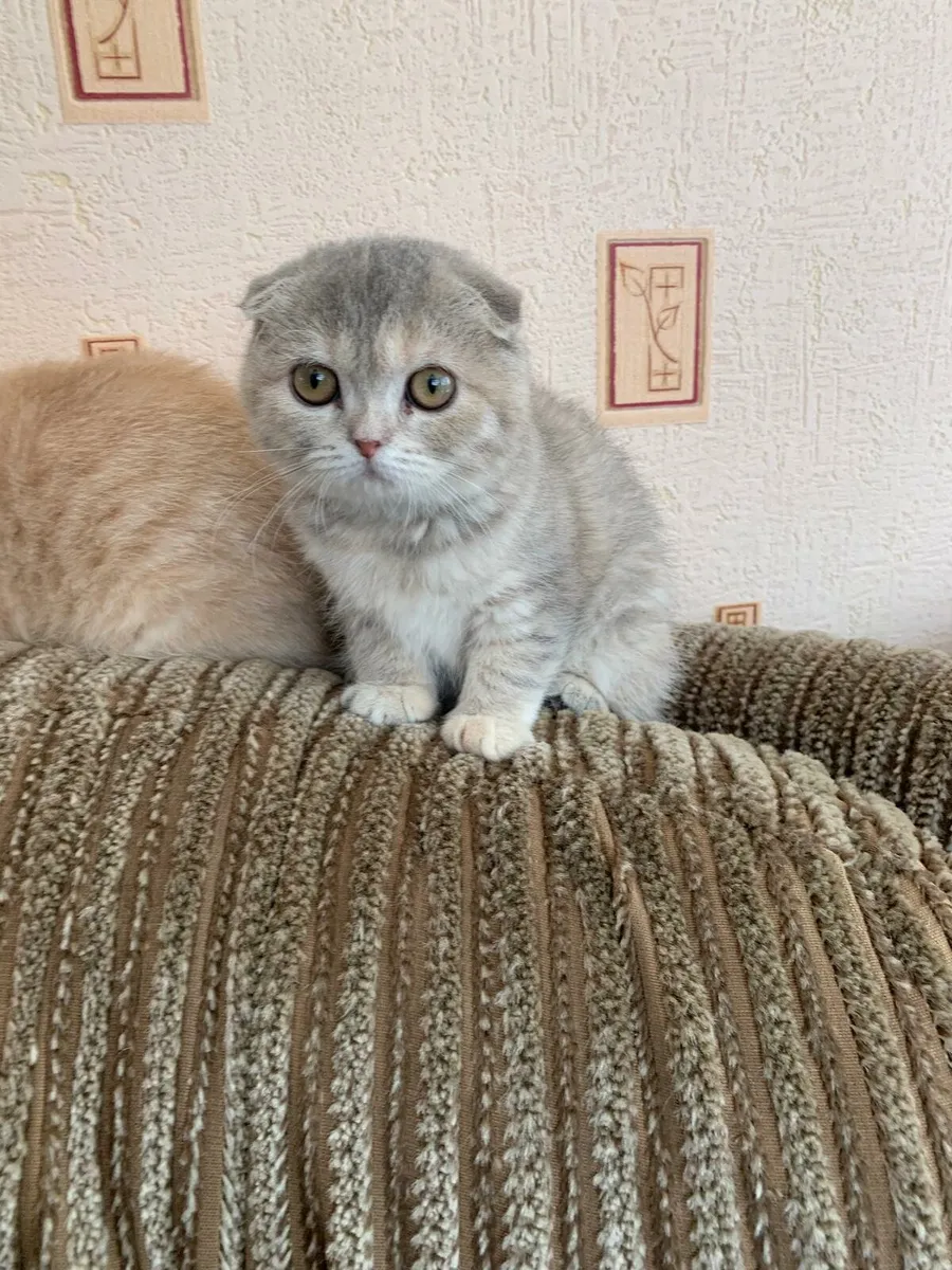 Scottish Fold Kittens - Image 2