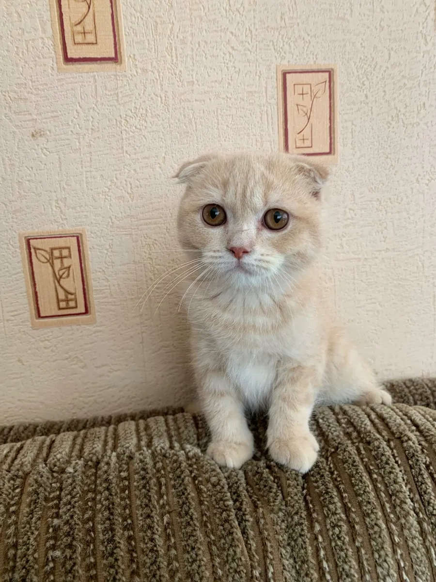Scottish Fold Kittens - Image 3