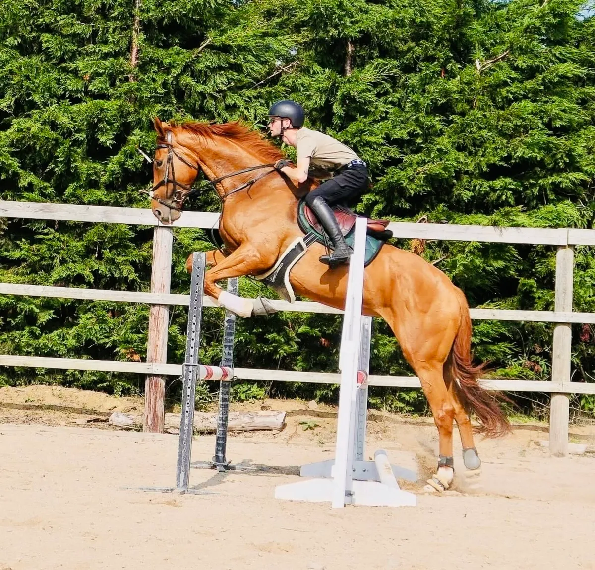 5yo mare - Image 2