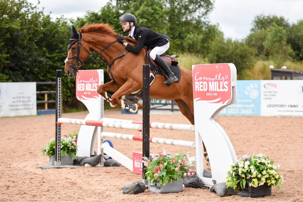 5yo mare - Image 4