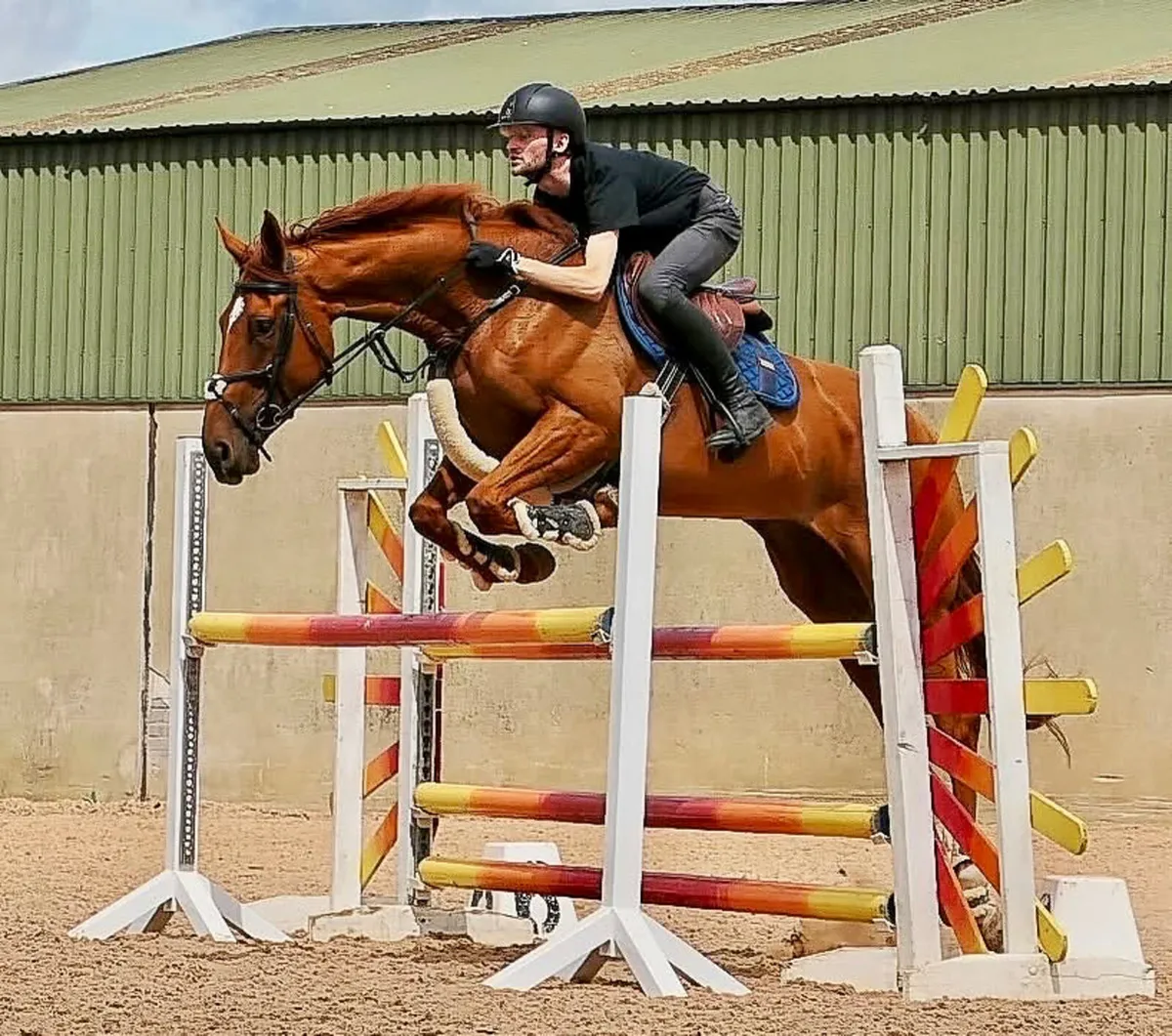 5yo mare - Image 1