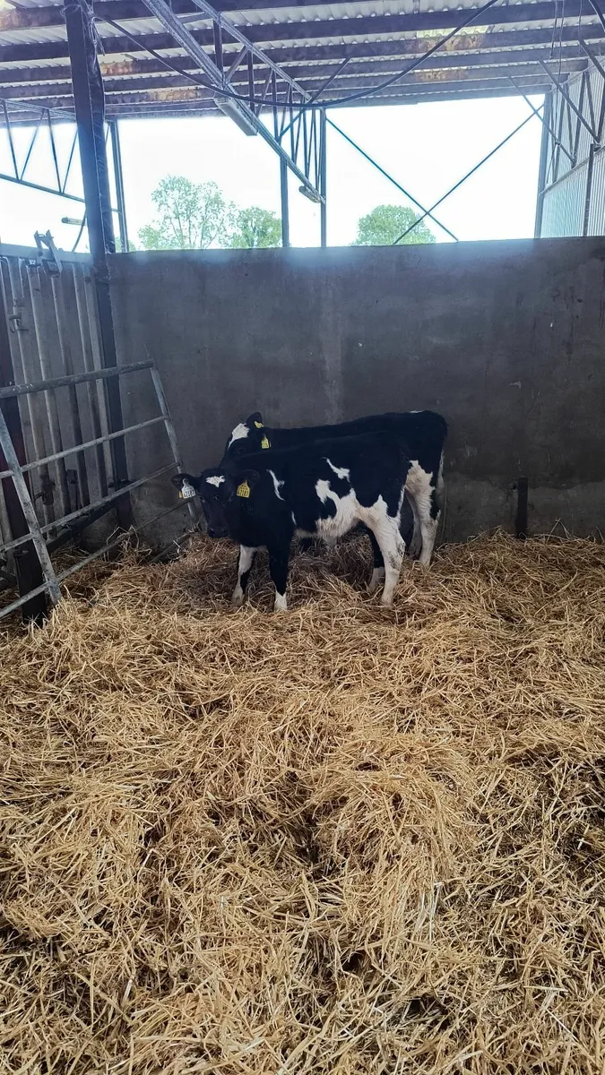 AA cross calves - Image 1