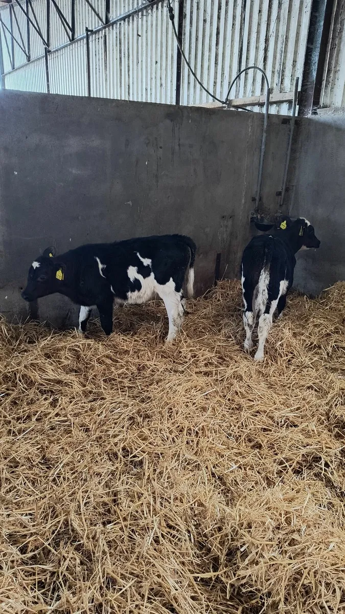 AA cross calves - Image 2