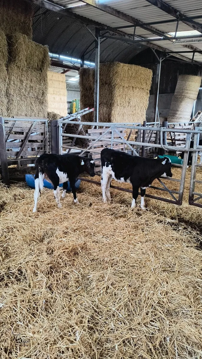 AA cross calves - Image 3