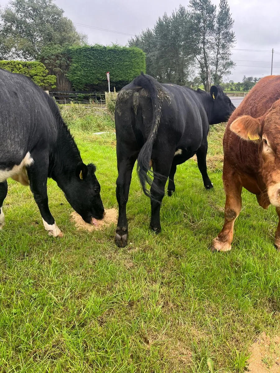 Two Incalf heifers - Image 2
