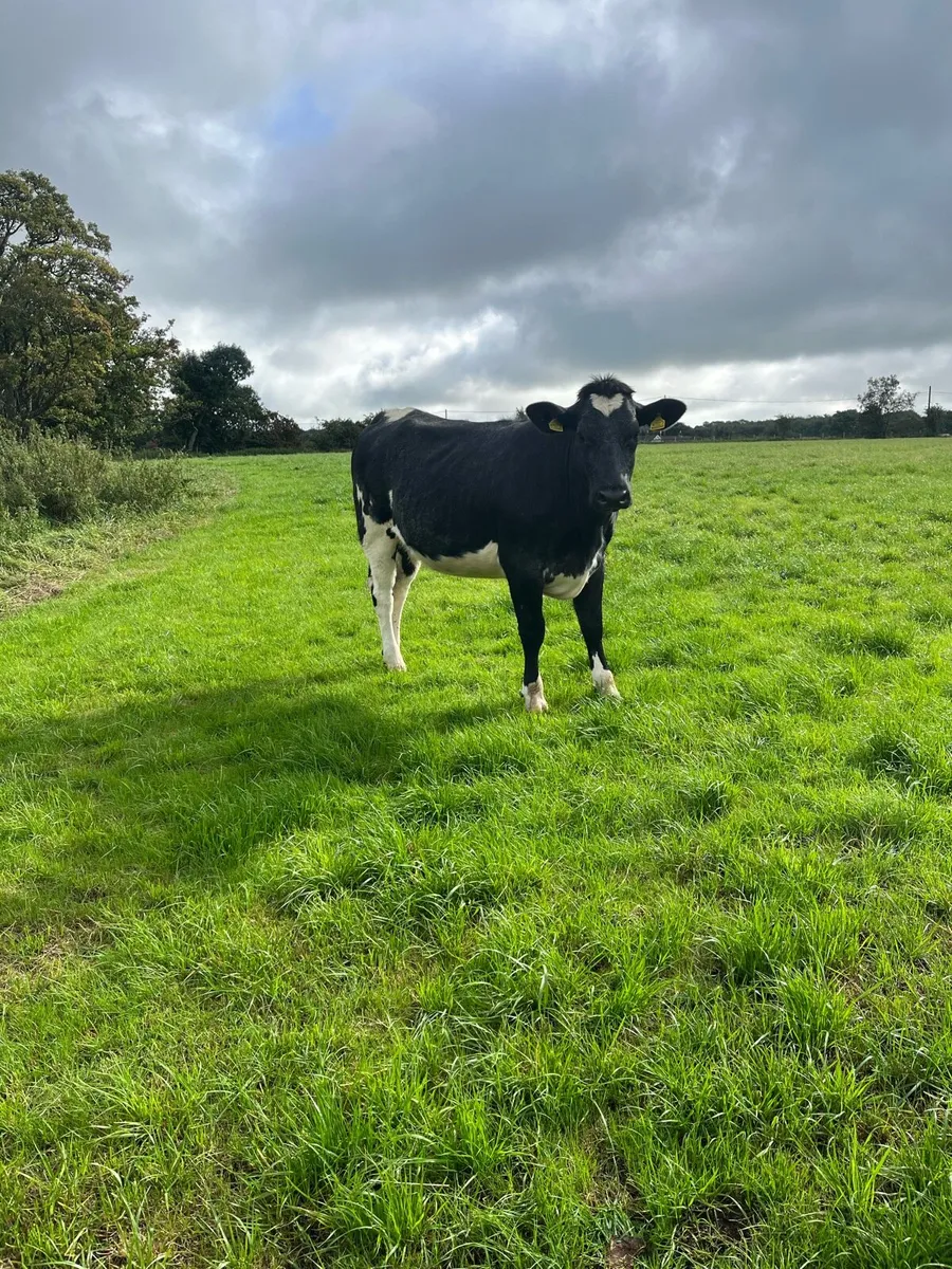 Two Incalf heifers - Image 3