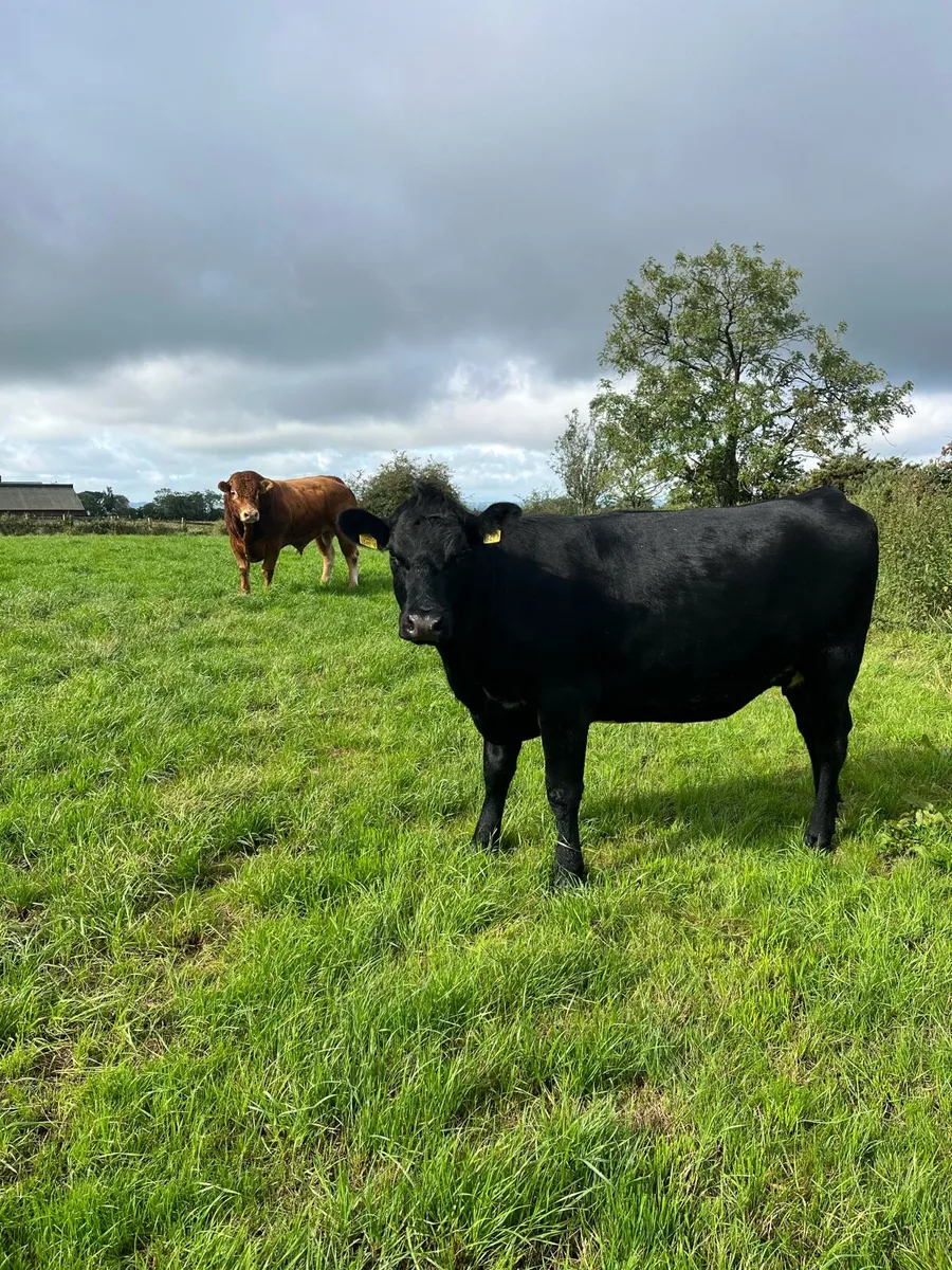 Two Incalf heifers - Image 4
