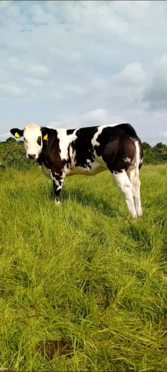 Heifers - Image 1