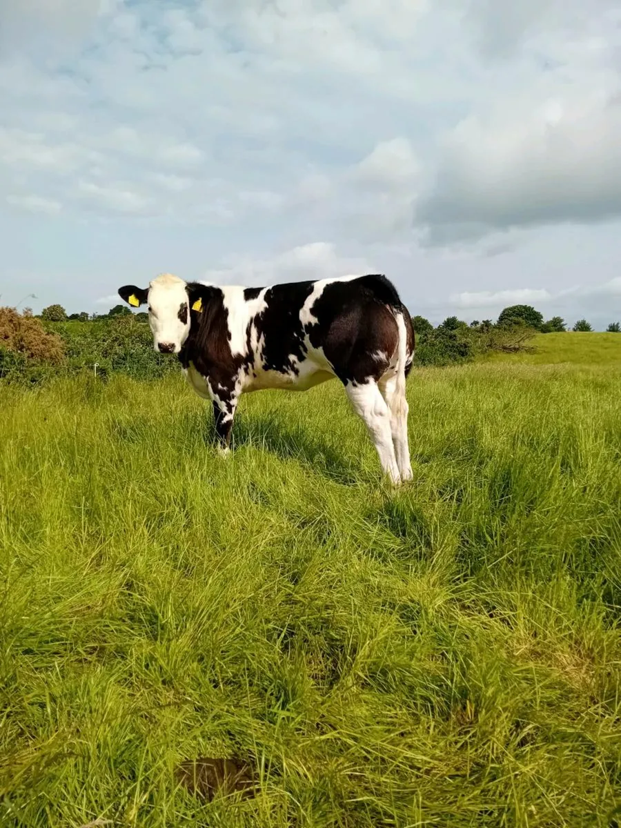 Heifers - Image 2