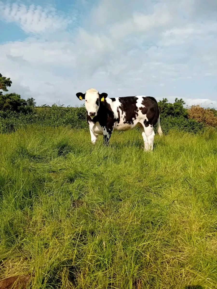 Heifers - Image 3