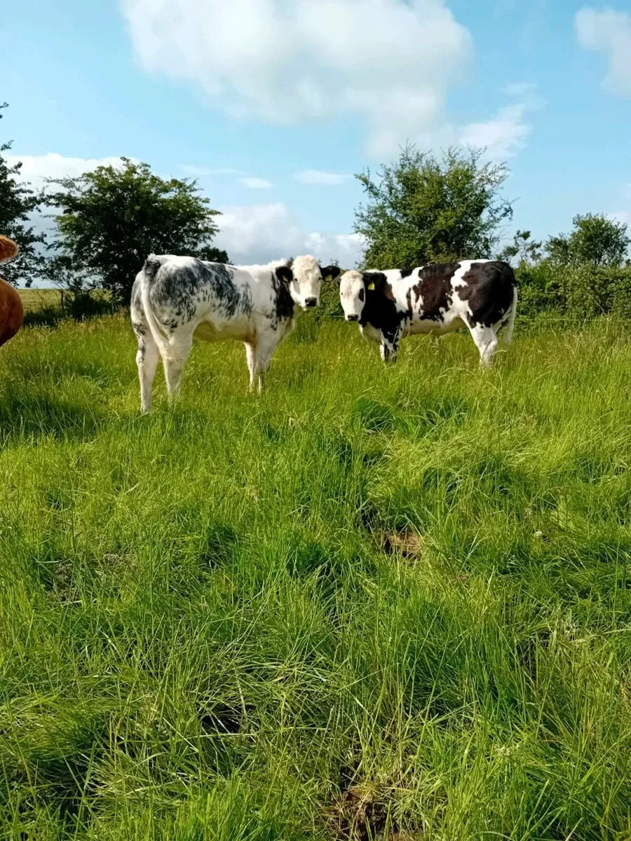 Heifers - Image 4