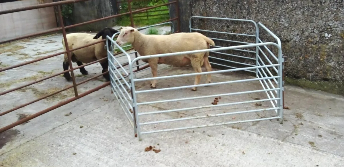 Charollais Ram - Image 1