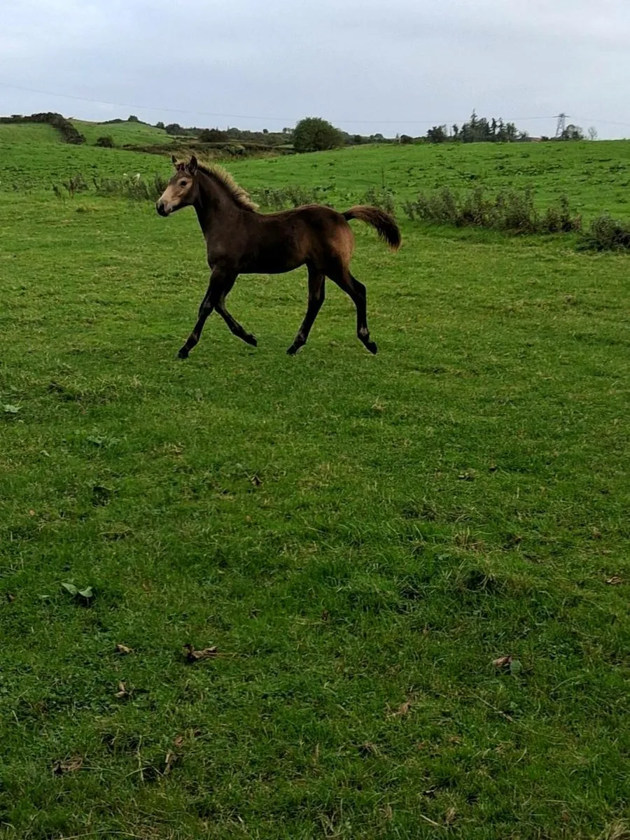 Exceptional quality gloves Bobby dun colt foal - Image 1