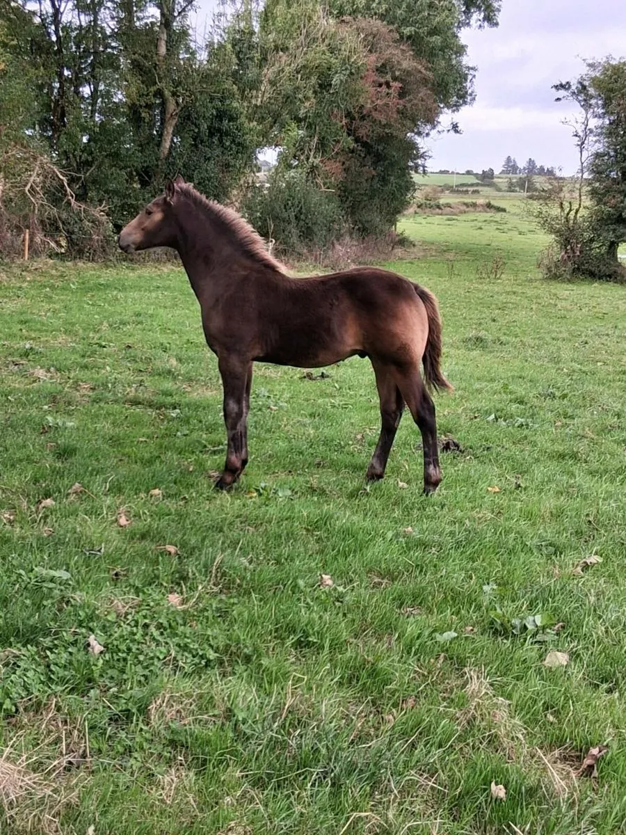 Exceptional quality gloves Bobby dun colt foal - Image 2