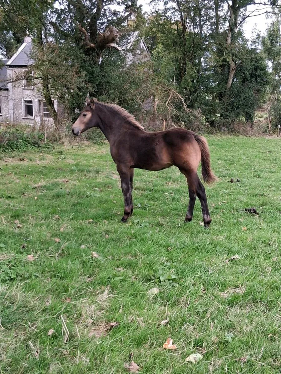Exceptional quality gloves Bobby dun colt foal - Image 3