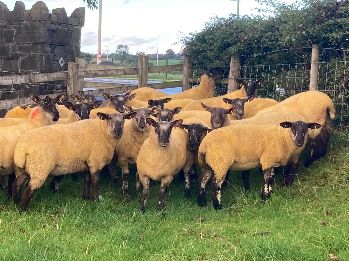 Suff x Chev hoggets - Image 1